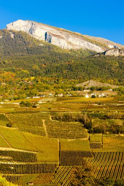 Üzüm bağları Sion bölgesinde, Kanton Valais