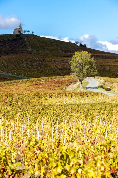 Vineyards grand cru in Beaujolais with a church, Fleurie — стоковое фото