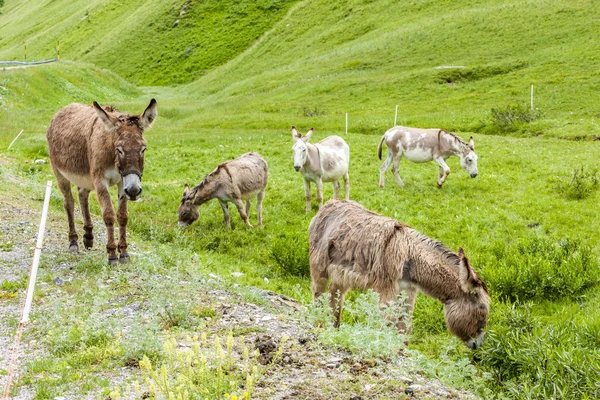 Burros no prado, Piemonte, Itália — Fotografia de Stock