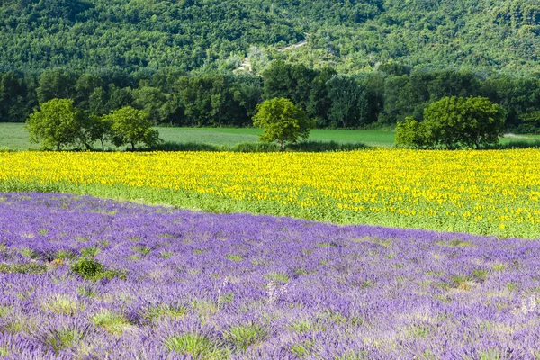 普罗旺斯薰衣草和向日葵领域 — 图库照片