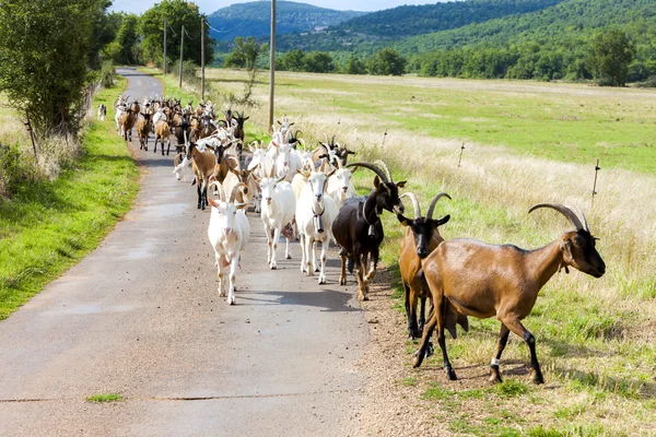 道路、アヴェロン県、ミディ ピレネーのヤギの群れ — ストック写真