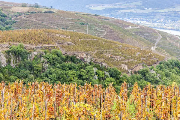 Grand cru vineyard of Cote Rotie, Rhone-Alpes, France — стоковое фото