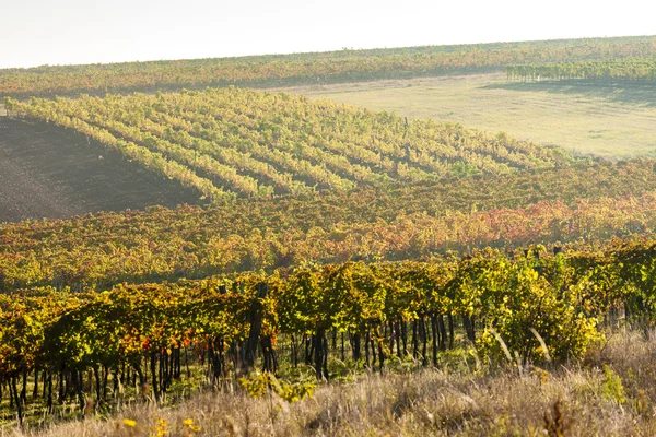 Vista sui vigneti autunnali vicino a Jetzelsdorf, Bassa Austria, Aust — Foto Stock