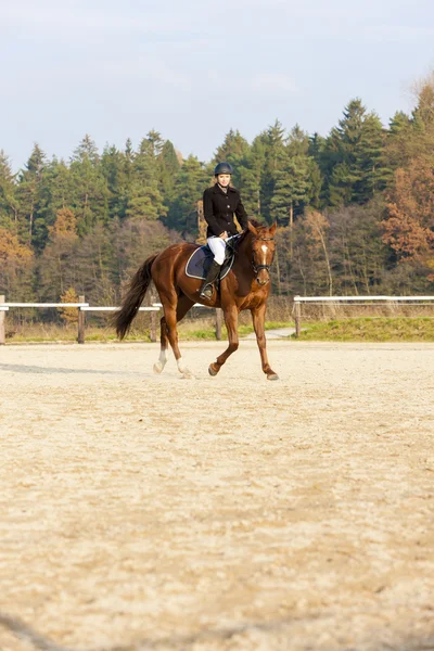 Конный спорт на коне — стоковое фото