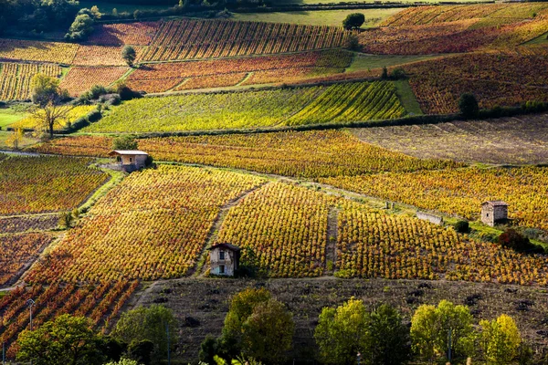 Winnice w pobliżu Beaujeu, Beaujolais, Rhone-Alpes, Francja — Zdjęcie stockowe