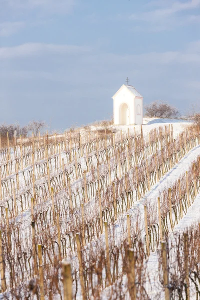 Vignoble d'hiver près de Hnanice, Moravie du Sud, République tchèque — Photo