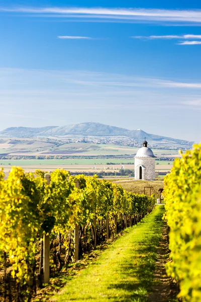 Kapell med vingård nära velke bilovice — Stockfoto