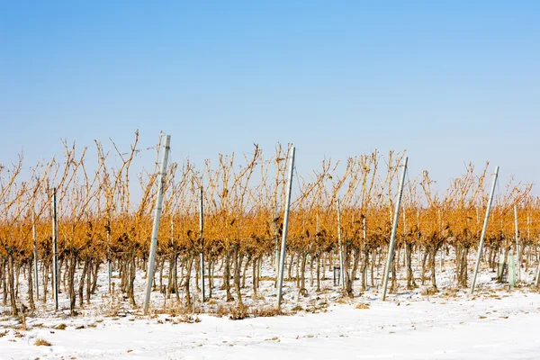 Vinter vingård, Södra Mähren — Stockfoto