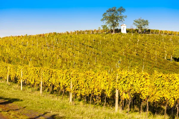 God''s torture with autumnal vineyard, Modre Hory — Stock Photo, Image