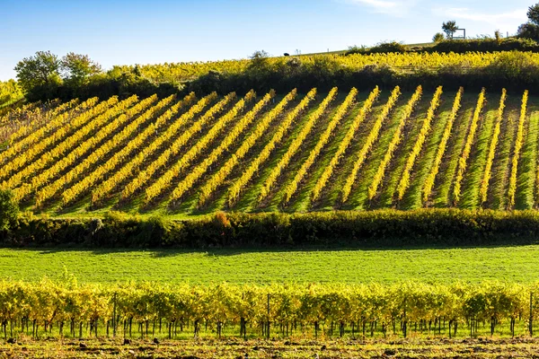 Őszi szőlőültetvények közelében Falkenstein, Alsó-Ausztria, Ausztria — Stock Fotó