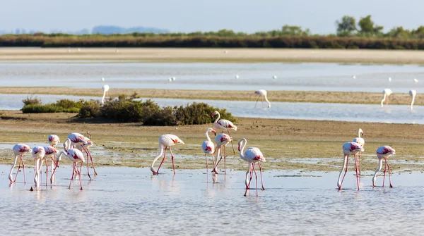 Flamingos em Camargue, Provence, Francia — Fotografia de Stock