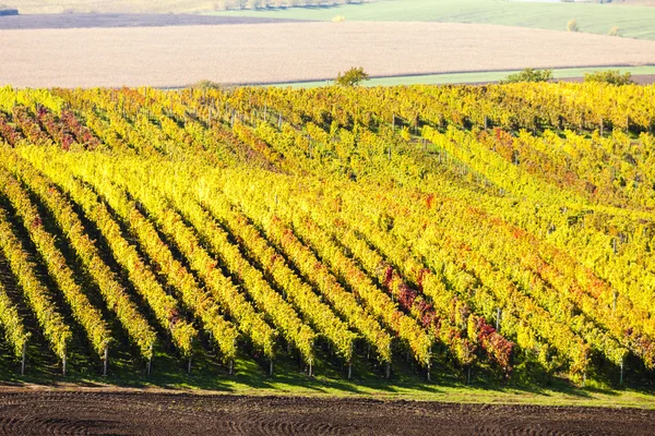 View of autumnal vineyards near Velke Bilovice — Stock Photo, Image