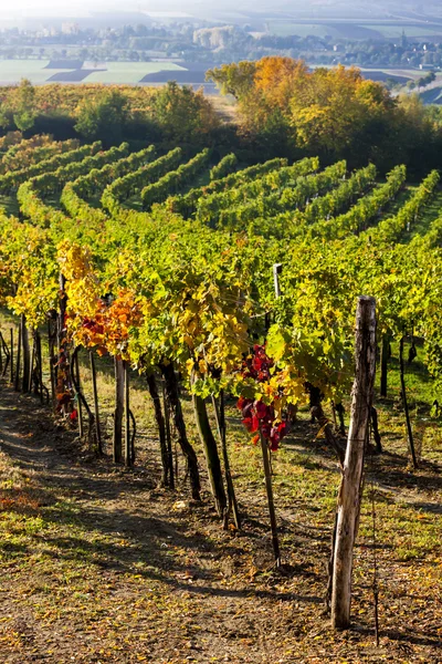 Podzimní vinice poblíž Jetzelsdorf, Dolní Rakousko, Aust — Stock fotografie