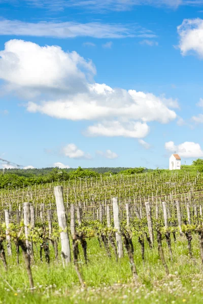 Spring vineyard near Hnanice, Southern Moravia — Stock Photo, Image