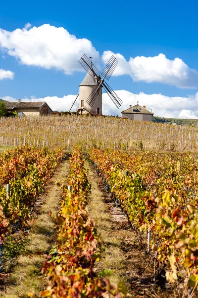 Weinberg mit Windmühle bei chenas, beaujolais — Stockfoto