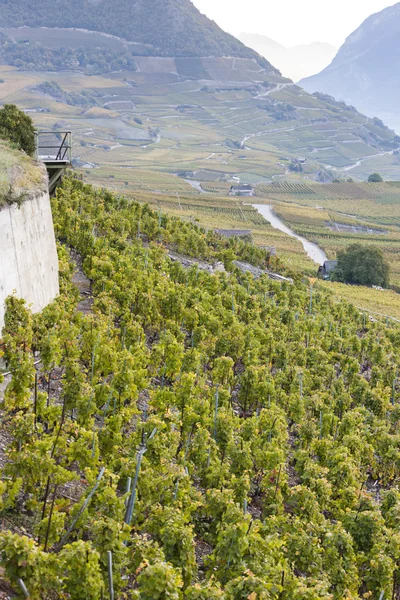 Wijngaarden in Sion regio, kanton Wallis — Stockfoto