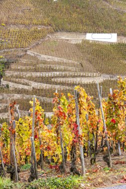 Grand cru bağ cote rotie