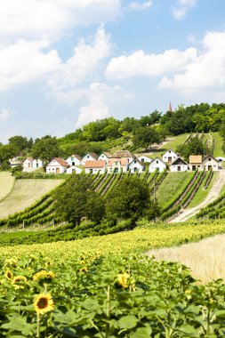 üzüm bağları, Galgenberg, Lower Austria, Avusturya ile şarap mahzenleri
