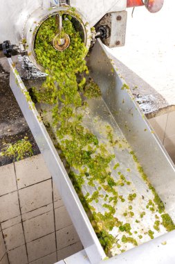 Şarap hasat, Güney Moravya