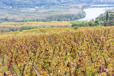 Grand cru bağ, Cote Rotie, Rhône-Alpes