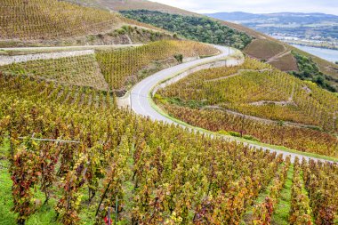 Grand cru bağ, Cote Rotie, Rhône-Alpes