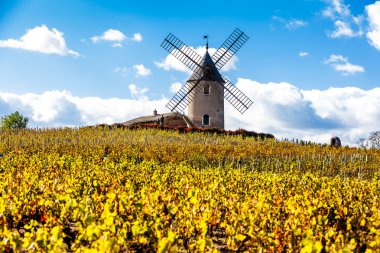 bağ Chenas, Beaujolais, Rhône-Alpes, Fra yakınındaki yel değirmeni ile