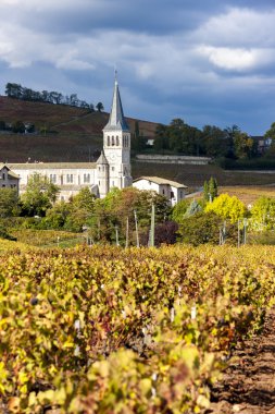 Chenas üzüm, Beaujolais, Rhône-Alpes, Fransa