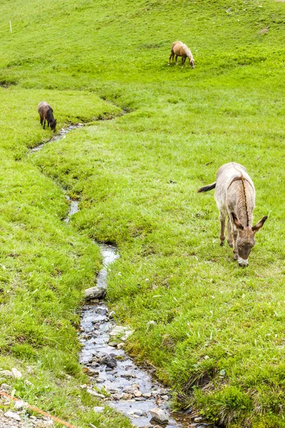 Donkeys, Piedmont, Italy — Stock Photo, Image