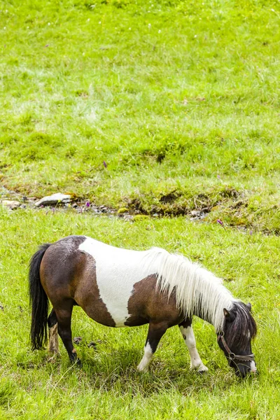 ピエモンテ州の牧草地の馬 — ストック写真