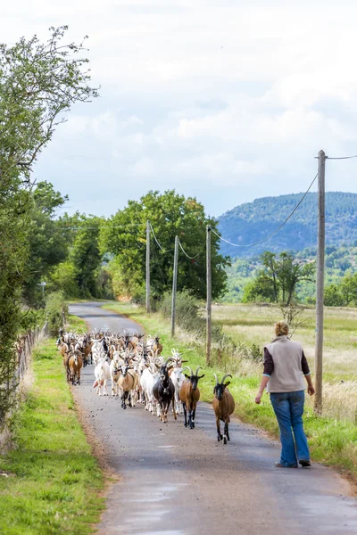 Stada kóz, na drodze, Aveyron, Midi Pyrenees — Zdjęcie stockowe