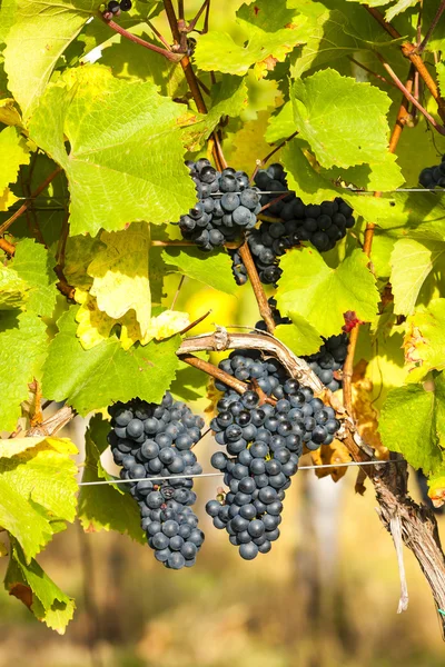 Blue grapes in vineyard, Southern Moravia — Stock Photo, Image