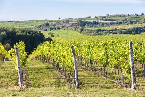 Viñedo cerca de Hnanice, Moravia del Sur —  Fotos de Stock