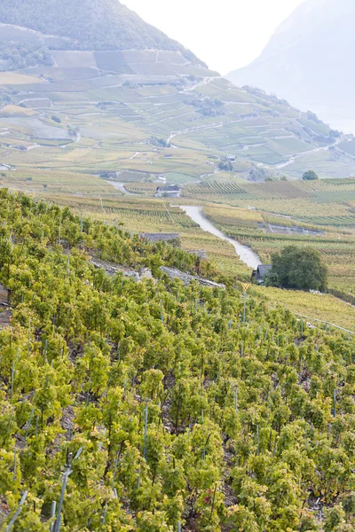 Vinhedos na região de Sion, cantão Valais — Fotografia de Stock