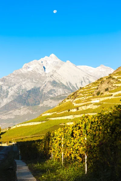 Vinice u Sion, Kanton Valais — Stock fotografie