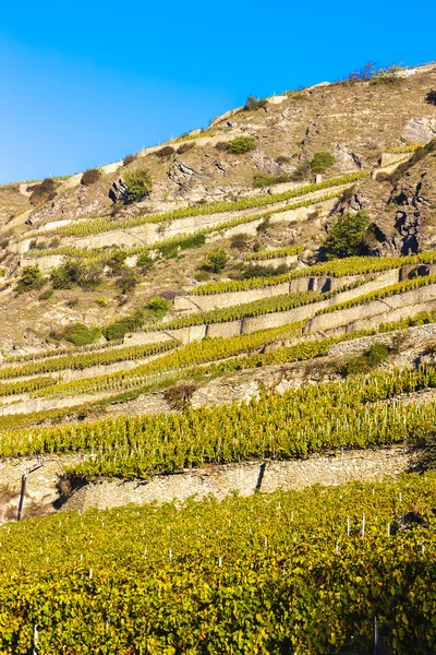 Vinice v Sion regionu, Kanton Valais — Stock fotografie