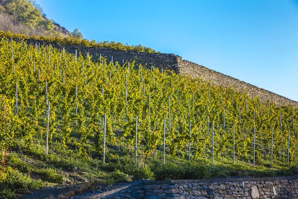 Viñedos en la región de Sion, cantón Valais — Foto de Stock