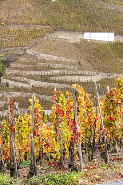 Grand cru vineyard of Cote Rotie — Stock Photo, Image