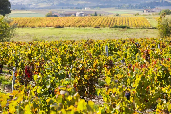 Winnice Beaujolais, Rhone-Alpes — Zdjęcie stockowe