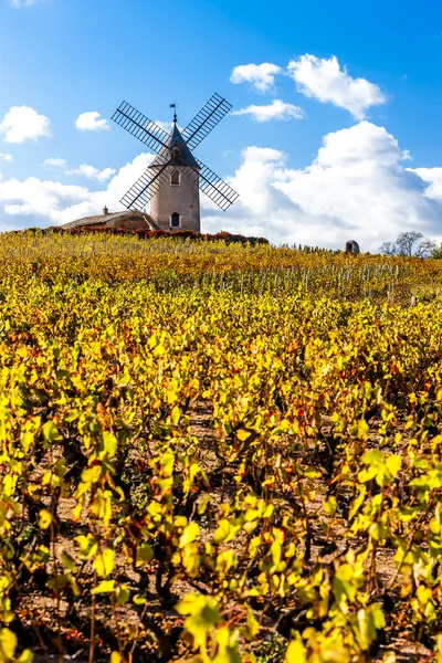 Vineyard with windmill near Chenas, Beaujolais — Stock Photo, Image