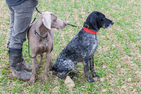 Hunting dogs with hunter — Stock Photo, Image