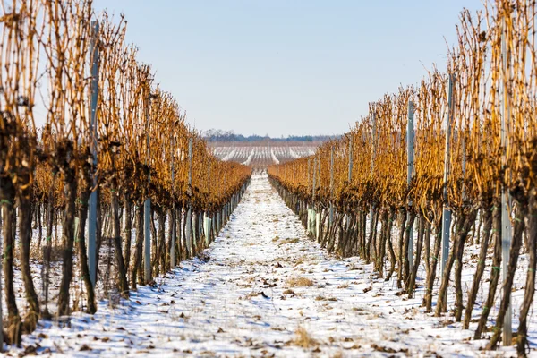 Vinha de Inverno, Morávia do Sul, República Checa — Fotografia de Stock