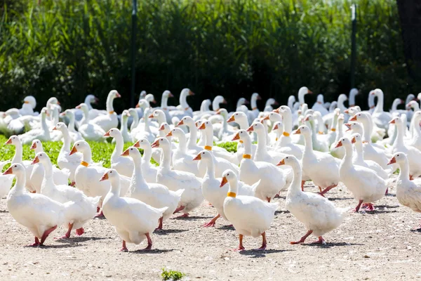 Gans boerderij, Tsjechië — Stockfoto