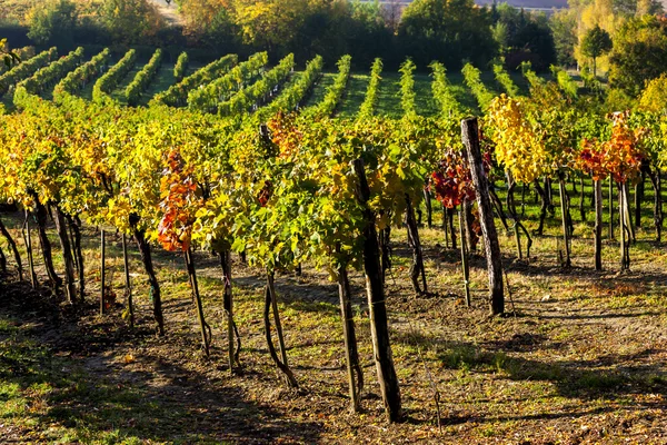 Pohled na podzimní vinice poblíž Jetzelsdorf — Stock fotografie