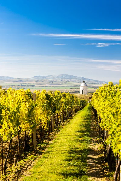 Chapel with vineyard near Velke Bilovice — Stock Photo, Image