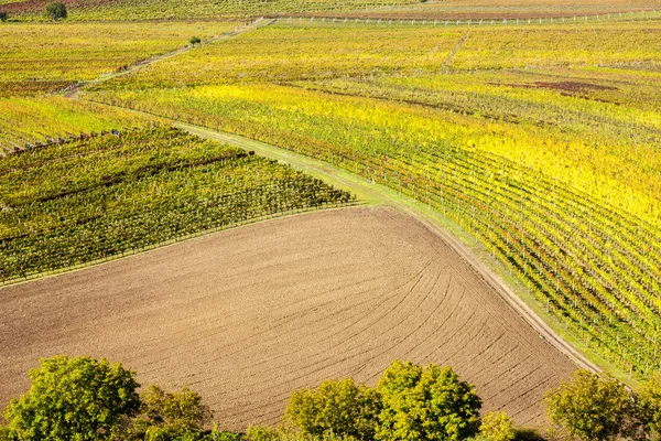 Vue des vignobles automnaux près de Velke Bilovice — Photo
