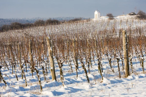 Vinha de inverno perto de Hnanice, Morávia do Sul — Fotografia de Stock