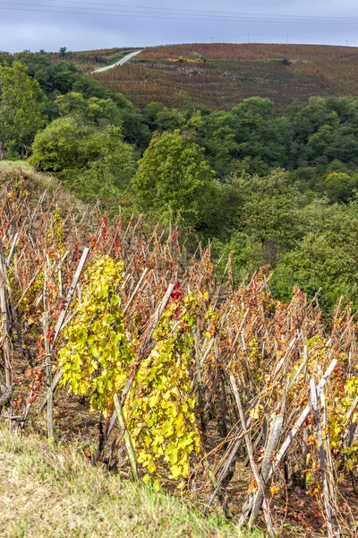 Grand cru vinic Côte Rotie, Rhone-Alpes — Stock fotografie