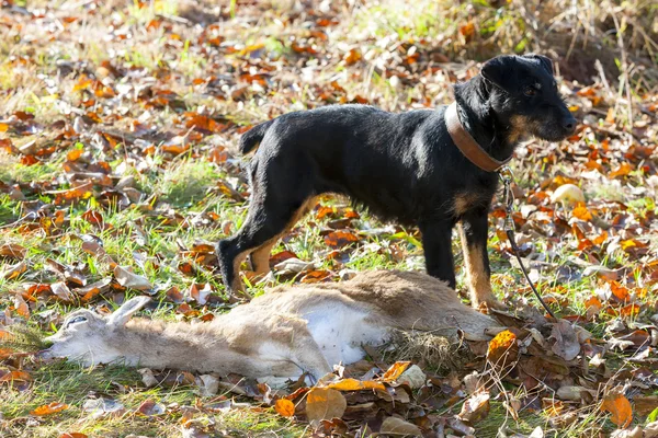 Perro de caza con una captura — Foto de Stock