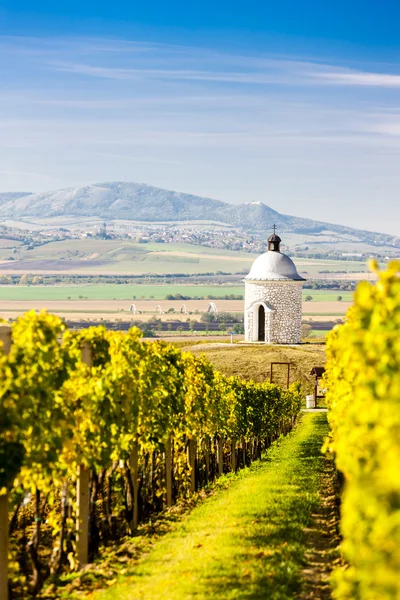 Chapelle avec vignoble près de Velke Bilovice — Photo