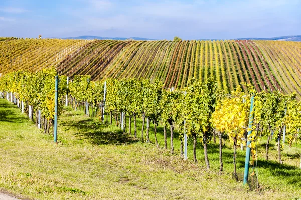 View of autumnal vineyards near Velke Bilovice — Stock Photo, Image